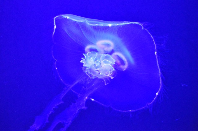 Jellyfish