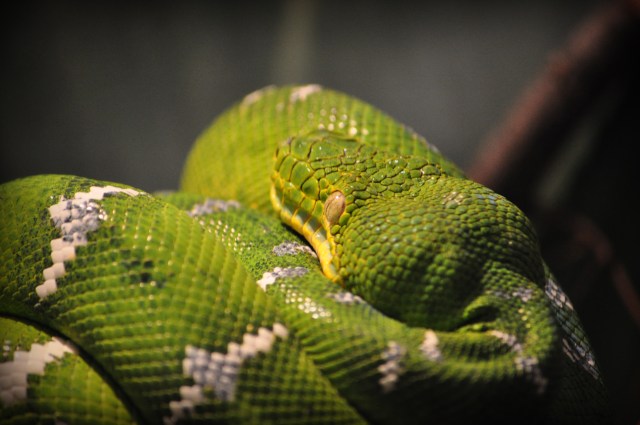 Emerald Tree Boa