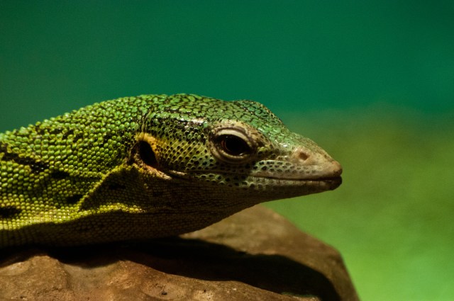 Green Tree Monitor